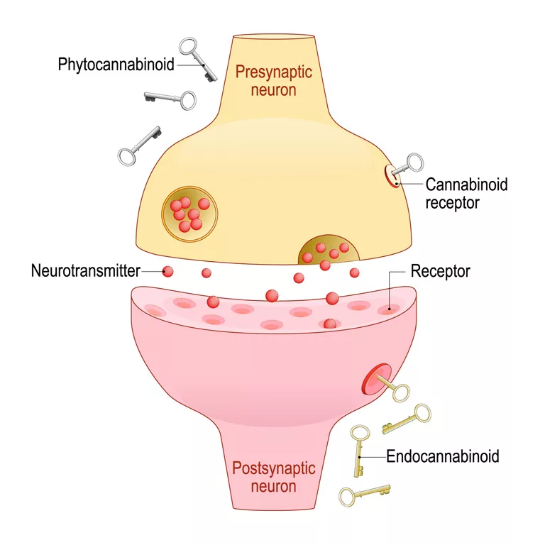 Schema des Endocannabinoid-Systems